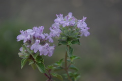 Ziziphora puschkinii