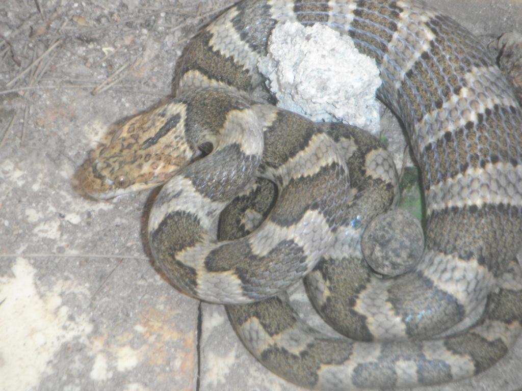 Splendid Cat-eyed Snake