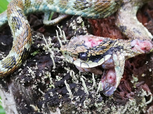 Andean Forest-pitviper
