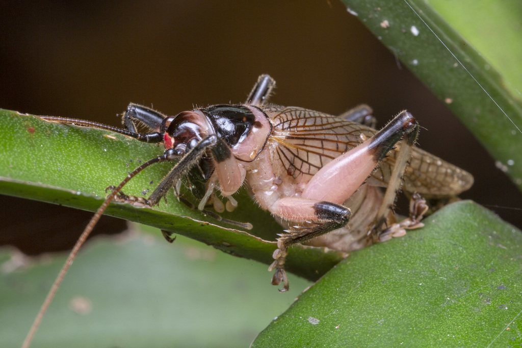 Caustogryllacris
