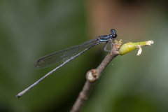 Prodasineura collaris