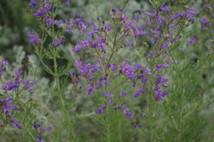 Teucrium orientale