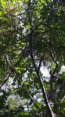 Dypsis nodifera