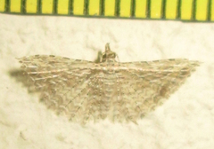 Alucitidae