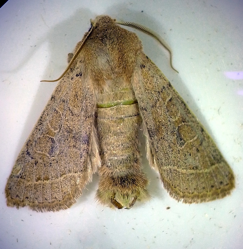 Common Quaker from Περιφέρεια Ανατολικής Μακεδονίας και Θράκης, Ελλάδα ...