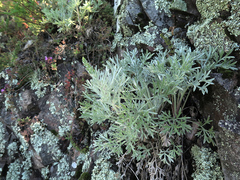 Artemisia pannosa