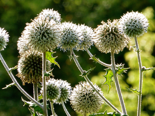 Glandular Globe-thistle