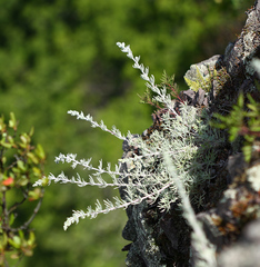 Artemisia pannosa