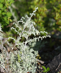 Artemisia pannosa