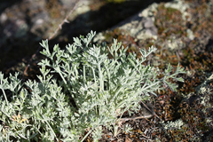 Artemisia pannosa
