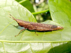 Desmopterini