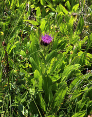 Cirsium simplex