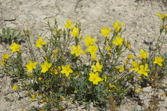 Linum tauricum