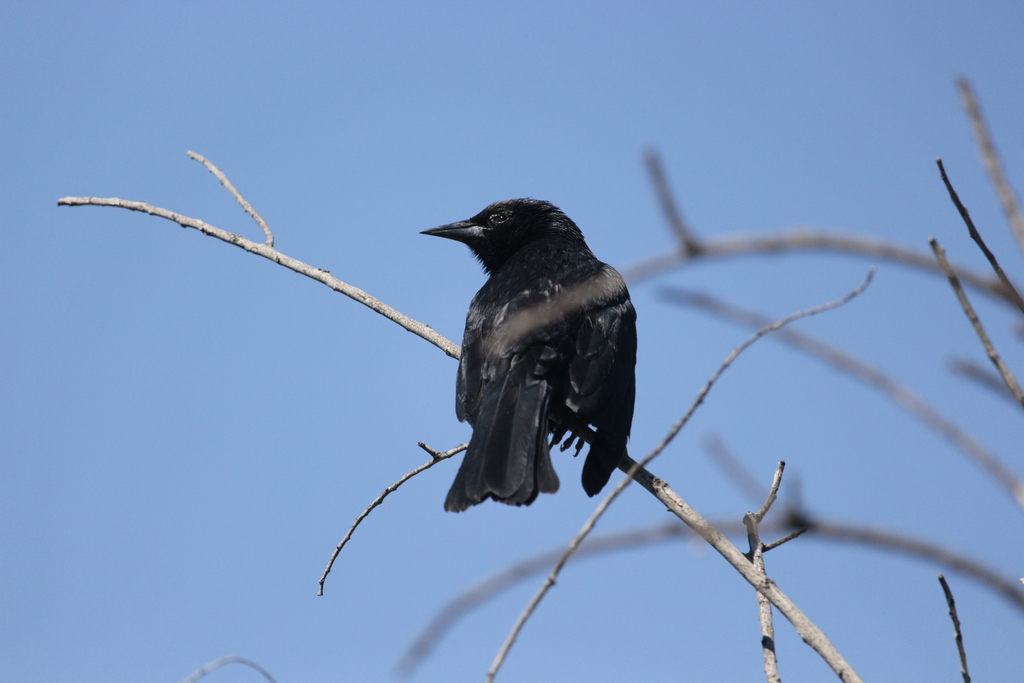 Austral Blackbird from Santiago, Región Metropolitana, Chile on October ...