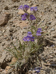 Penstemon gormanii