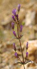 Gentianella propinqua propinqua