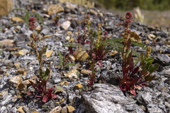 Blitum capitatum capitatum
