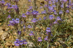 Penstemon gormanii