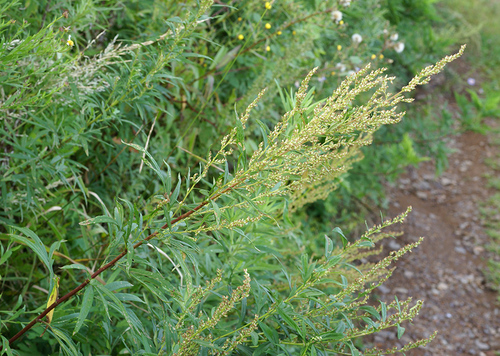 Artemisia rubripes · iNaturalist