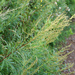 Artemisia rubripes - Photo (c) V.S. Volkotrub, vissa rättigheter förbehållna (CC BY-NC), uppladdad av V.S. Volkotrub
