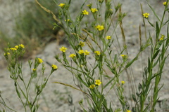 Linum corymbulosum