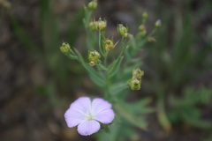 Linum nervosum