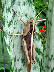 Acanthacris ruficornis