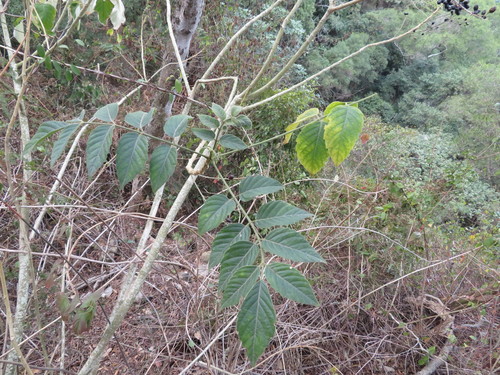 Rhus javanica iNat (3)