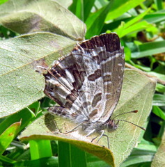 Cacyreus marshalli