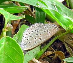 Zizeeria knysna