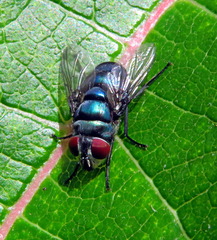 Diptera
