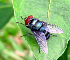 Diptera