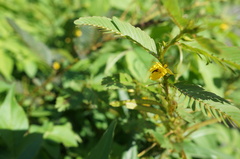 Chamaecrista leschenaultiana