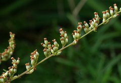 Artemisia rubripes