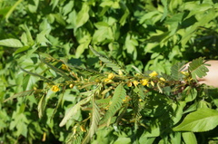 Chamaecrista leschenaultiana