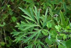 Artemisia rubripes