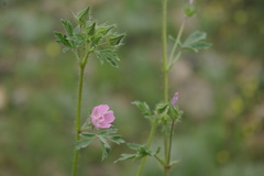 Malvalthaea transcaucasica