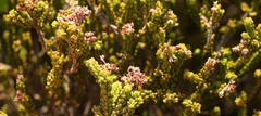 Erica petraea