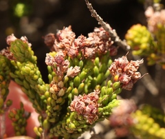 Erica petraea