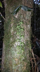 Aerangis pallidiflora image