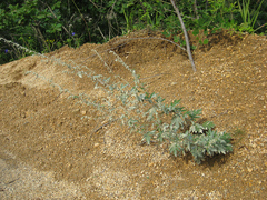Artemisia saitoana