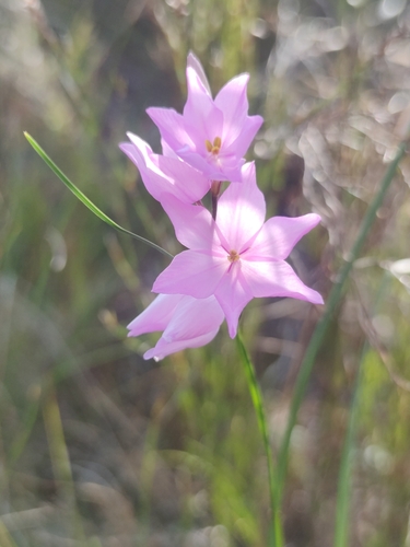 Image of Ixia micrandra by (c) Qarbon Nubia, some rights reserved (CC BY)