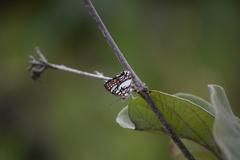 Ariconias glaphyra