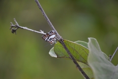 Ariconias glaphyra