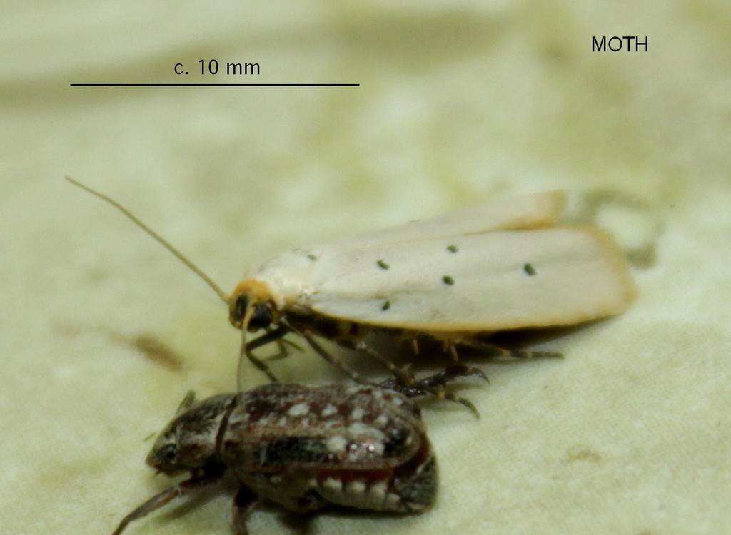 Ethmia austronamibiensis