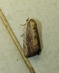 Tachosa brunnescens