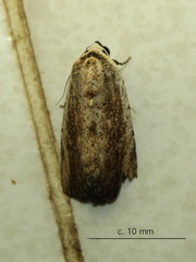 Tachosa brunnescens