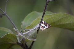 Ariconias glaphyra