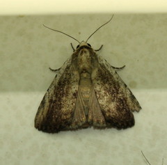 Tachosa brunnescens