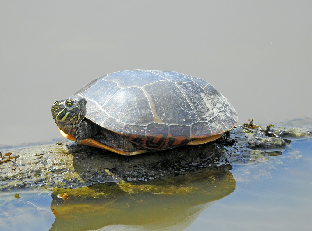 Eastern Painted Turtle from Groveton, VA, USA on August 23, 2023 at 12: ...